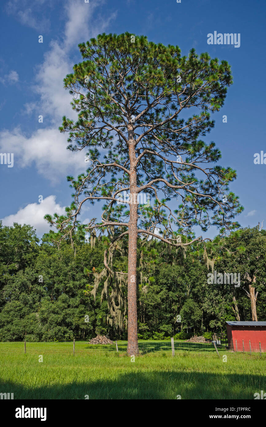 Arbre pin des marais le long de la route 441, dans le centre nord de la Floride. Banque D'Images