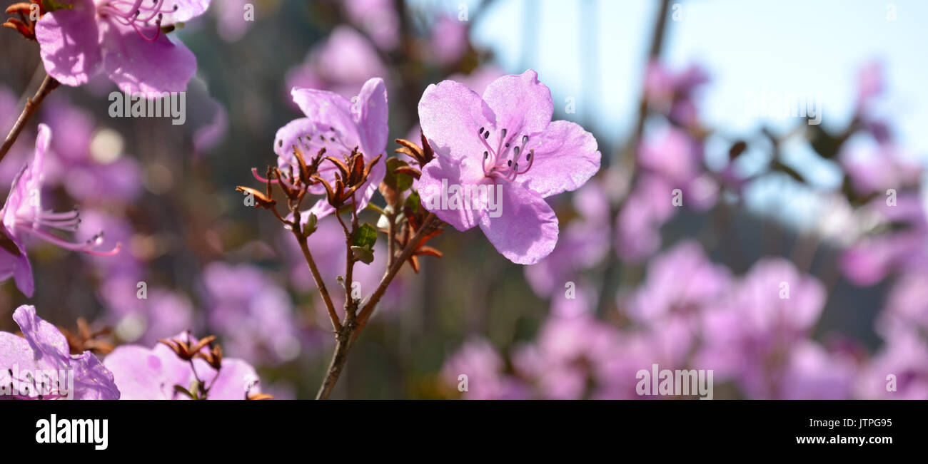 Ledebourii Rhododendron Banque D'Images