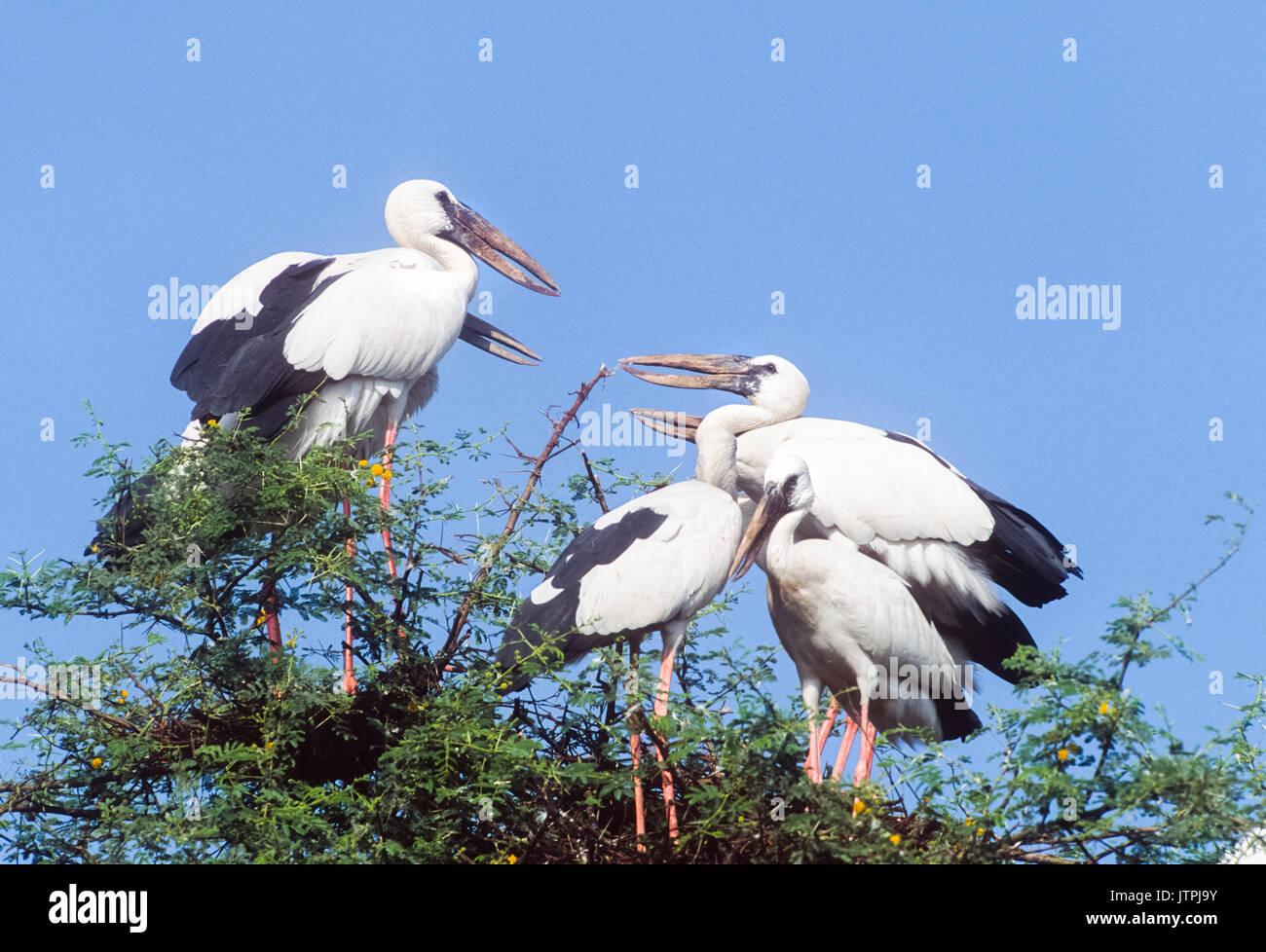 Asian Openbill ou asiatique Openbill Anastomus (Stork, oscitante), Parc national de Keoladeo Ghana, Bharatpur, Rajasthan, Inde Banque D'Images