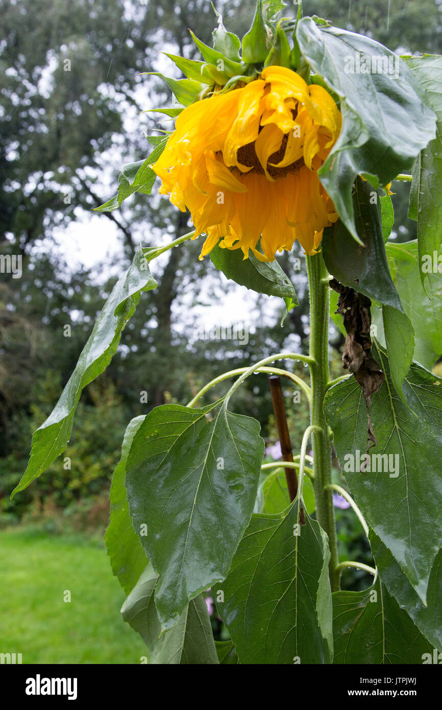 Un tournesol se bloque la tête dans la pluie battante Banque D'Images