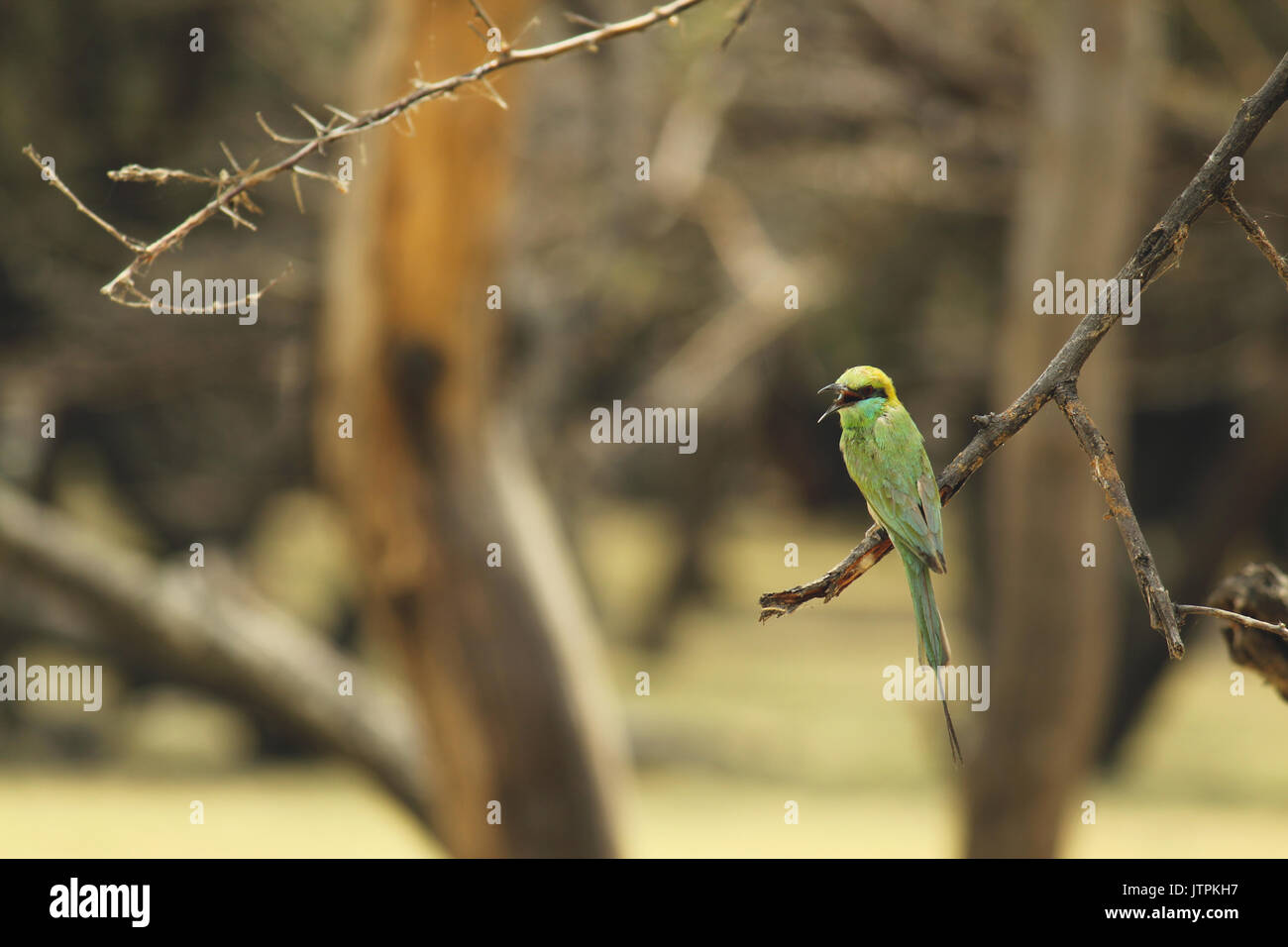 Queue bleu Bee Eater Banque D'Images