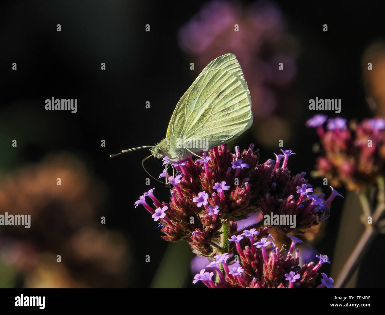 Petit papillon blanc (Pieris rapae) sur fleur pourpre Banque D'Images