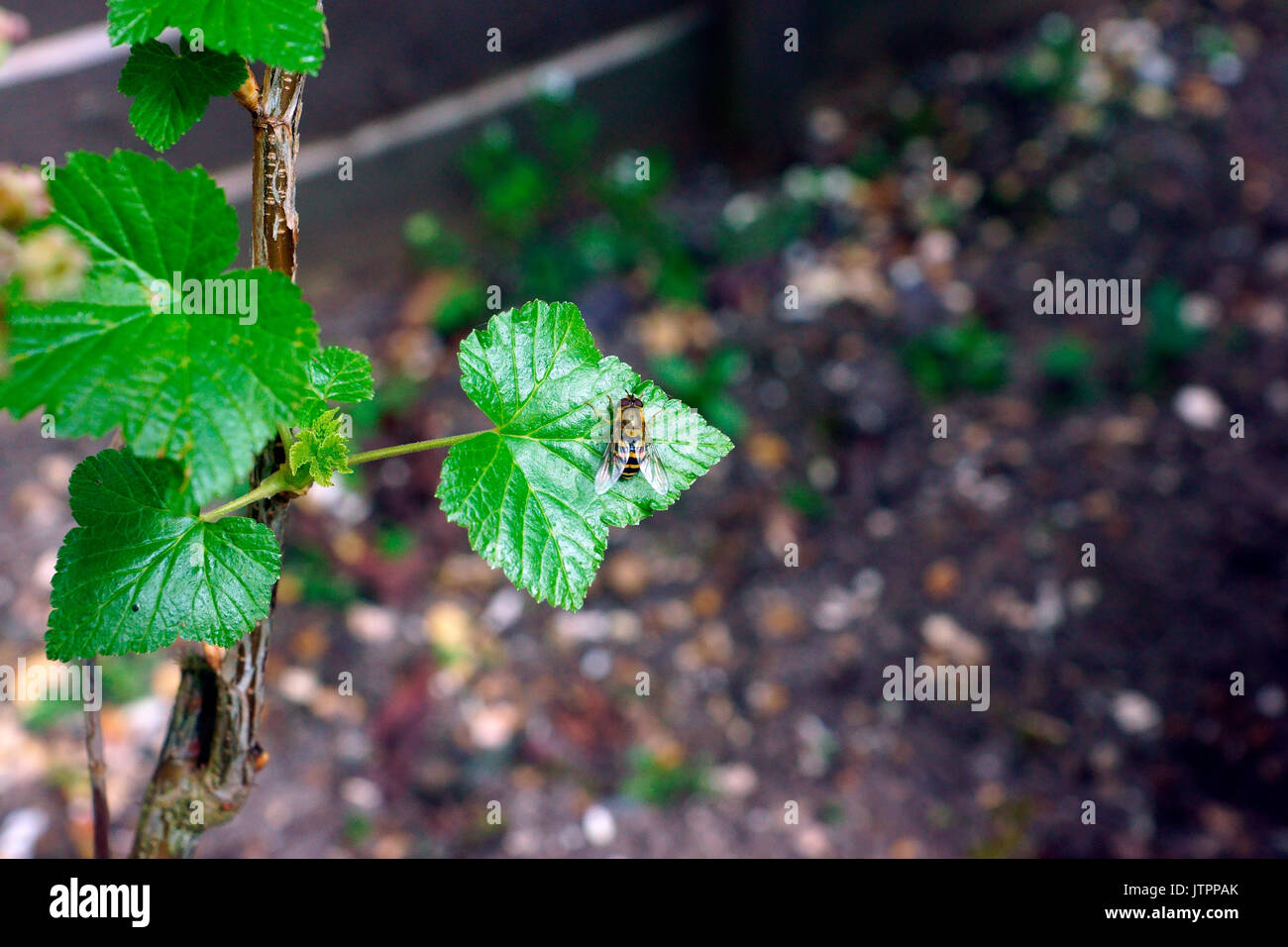 HOVERFLY SUR BUSH DE CASSIS Banque D'Images