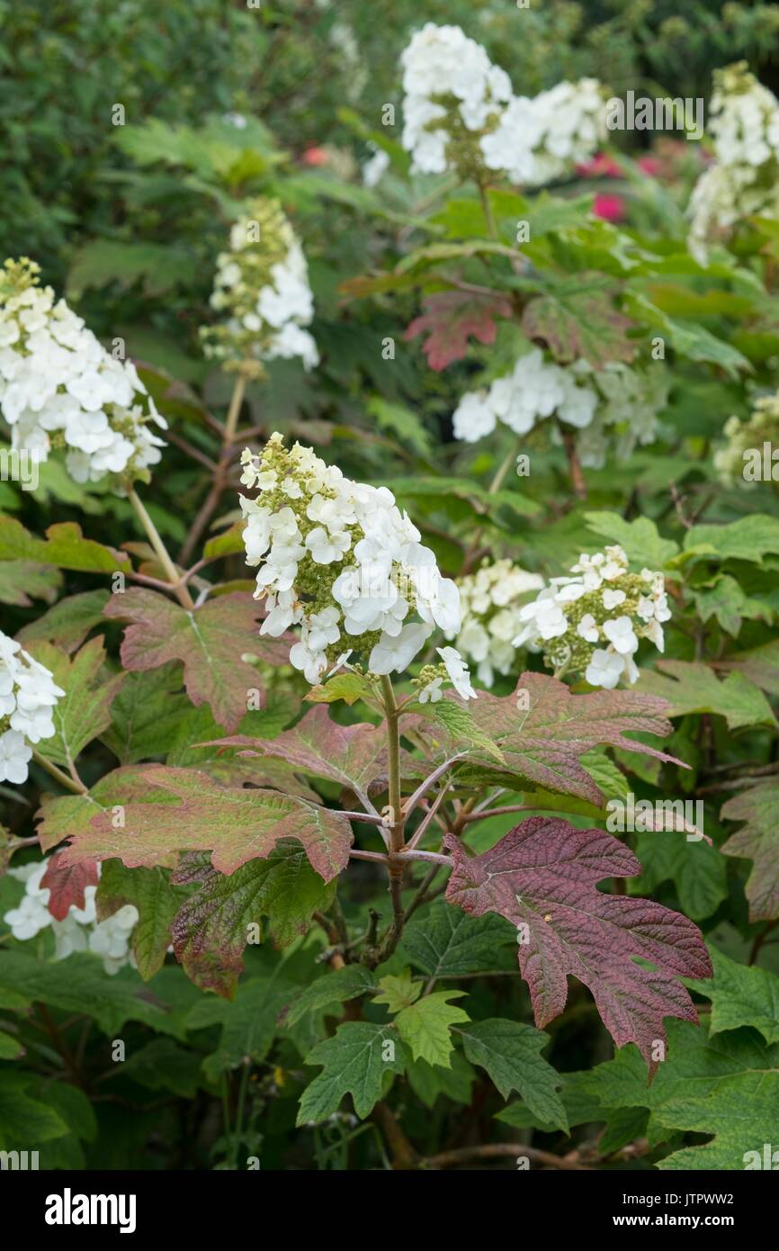 L'Hydrangea quercifolia hortensia oakleaf, ou à feuilles de chêne, hydrangea Banque D'Images