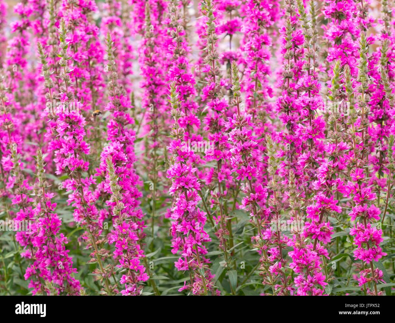 Lythrum virgatum 'Rocket' Banque D'Images