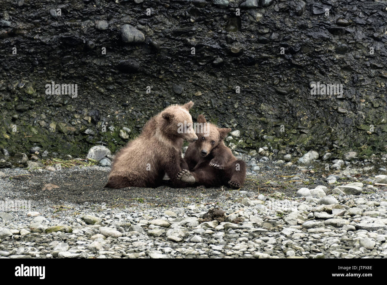 Brown Bear printemps louveteaux jouer ensemble à la McNeil River State Game Sanctuary sur la péninsule de Kenai, en Alaska. Le site distant est accessibles qu'avec un permis spécial et est la plus importante population saisonnière d'ours bruns sauvages dans leur environnement naturel. Banque D'Images