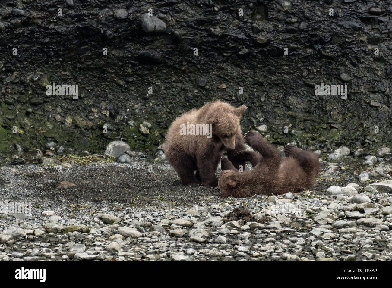 Brown Bear printemps louveteaux jouer ensemble à la McNeil River State Game Sanctuary sur la péninsule de Kenai, en Alaska. Le site distant est accessibles qu'avec un permis spécial et est la plus importante population saisonnière d'ours bruns sauvages dans leur environnement naturel. Banque D'Images