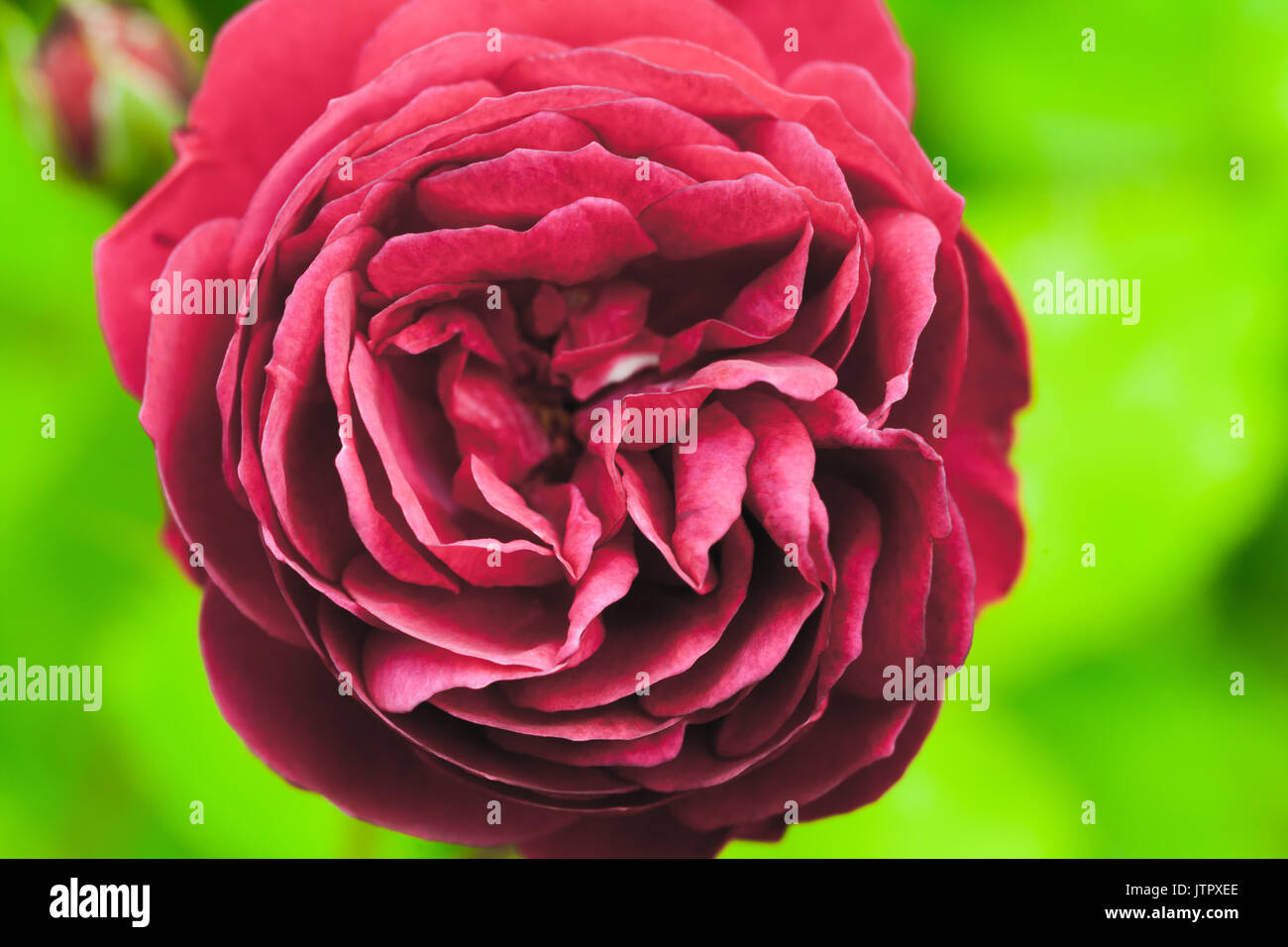 Rose rouge fleur, macro photo avec soft focus sélectif Banque D'Images Rose rouge fleur, macro photo avec soft focus sélectif Banque D'Images