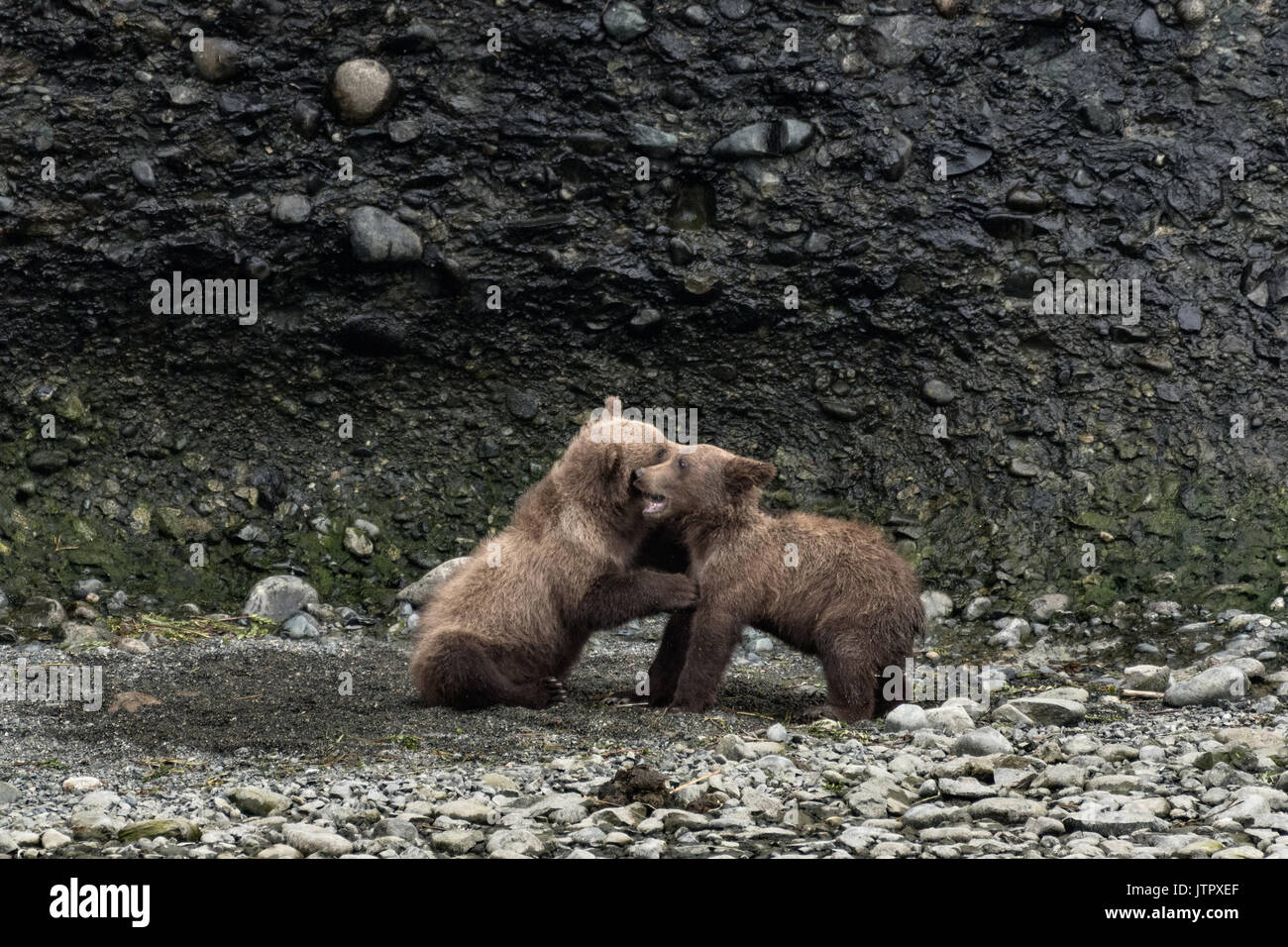 Brown Bear printemps louveteaux jouer ensemble à la McNeil River State Game Sanctuary sur la péninsule de Kenai, en Alaska. Le site distant est accessibles qu'avec un permis spécial et est la plus importante population saisonnière d'ours bruns sauvages dans leur environnement naturel. Banque D'Images