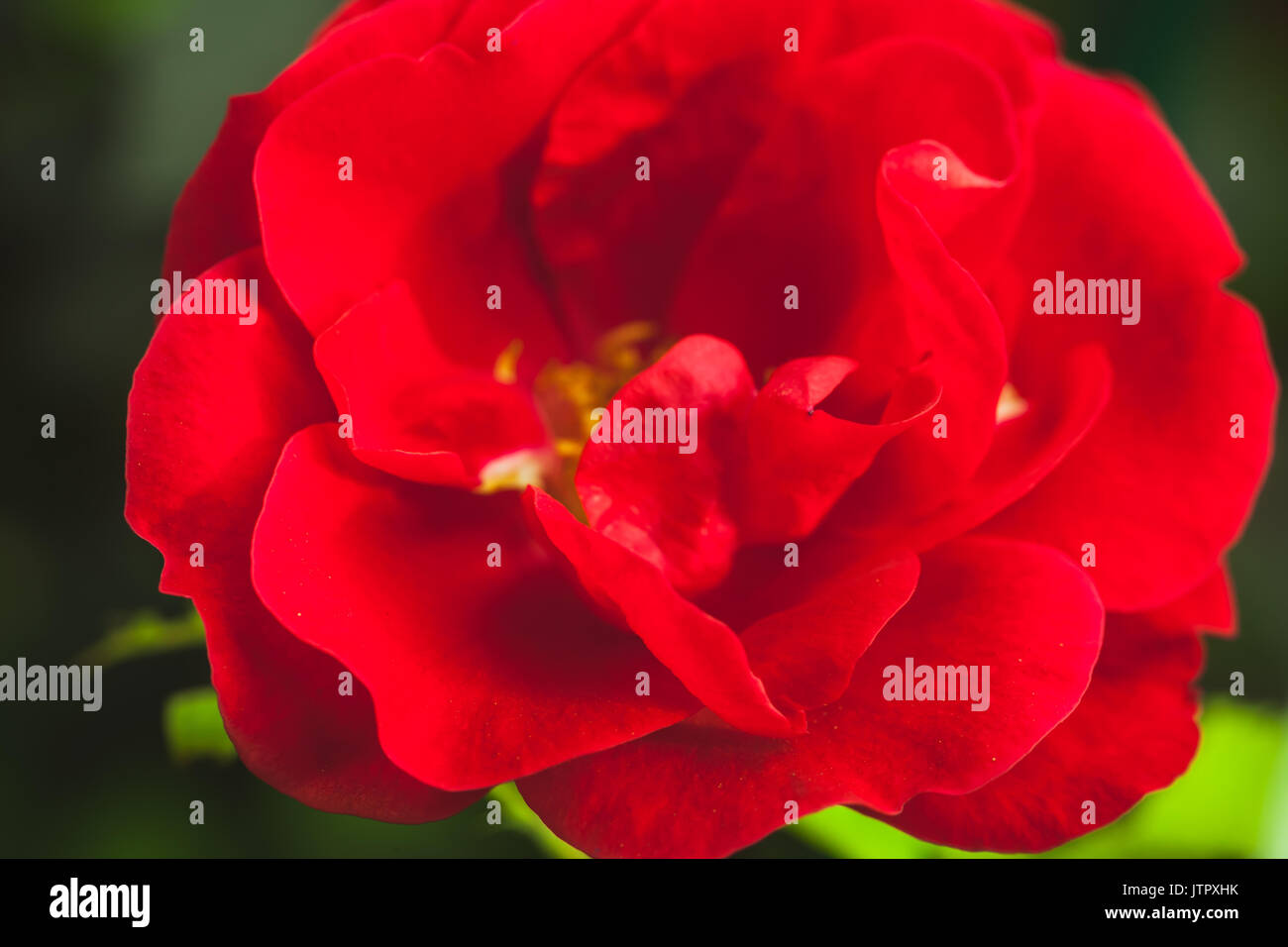 Rose rouge fleur, macro photo avec soft focus sélectif Banque D'Images Rose rouge fleur, macro photo avec soft focus sélectif Banque D'Images