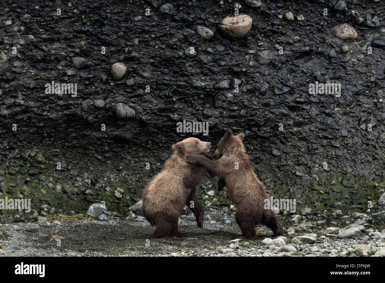 Brown Bear printemps louveteaux jouer ensemble à la McNeil River State Game Sanctuary sur la péninsule de Kenai, en Alaska. Le site distant est accessibles qu'avec un permis spécial et est la plus importante population saisonnière d'ours bruns sauvages dans leur environnement naturel. Banque D'Images