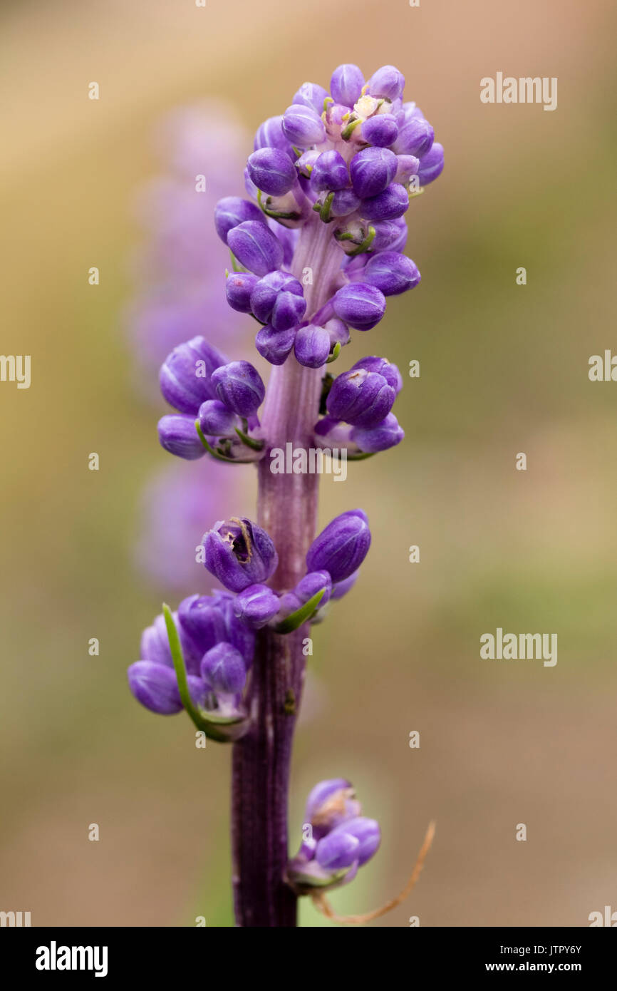 Fleur simple tige de la croissance faible, liriope evergreen lily turf muscari, montrant les bourgeons bleu-violet Banque D'Images