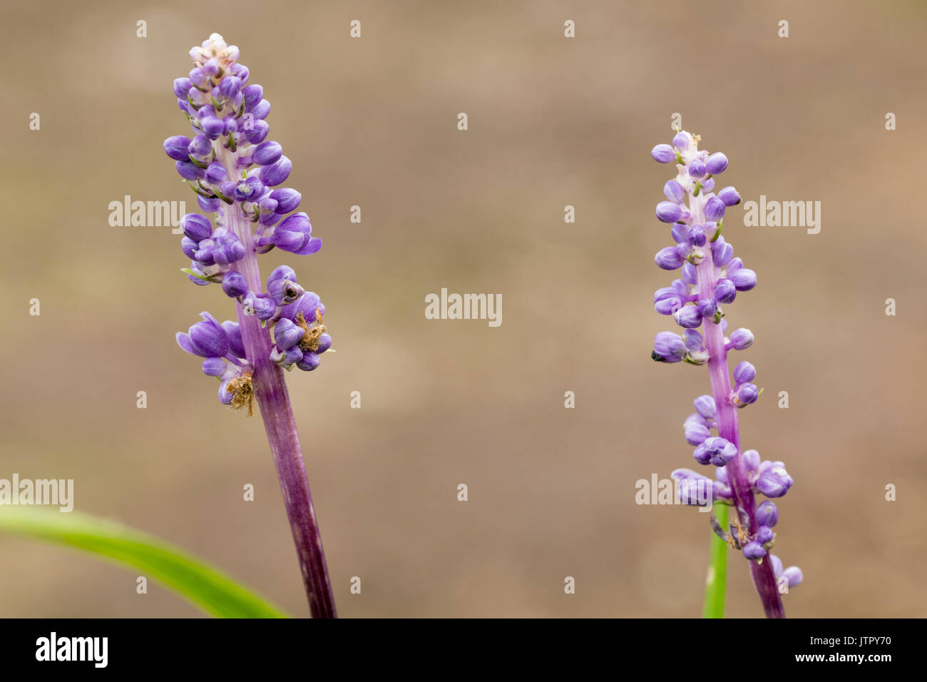Lits 1 tiges florales de plus en plus faible le gazon, liriope evergreen lily muscari, montrant les bourgeons bleu-violet Banque D'Images
