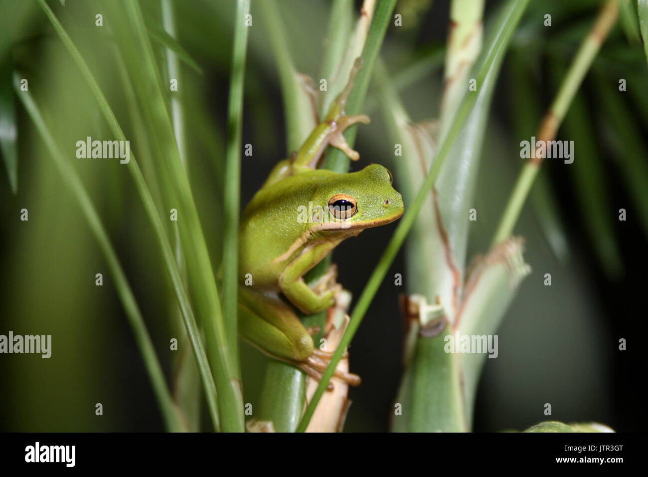 American Green Tree Frog, grenouille Hyla cinerea, sur la Géorgie, l'état de la Louisiane et de la Floride, des amphibiens en captivité, Banque D'Images