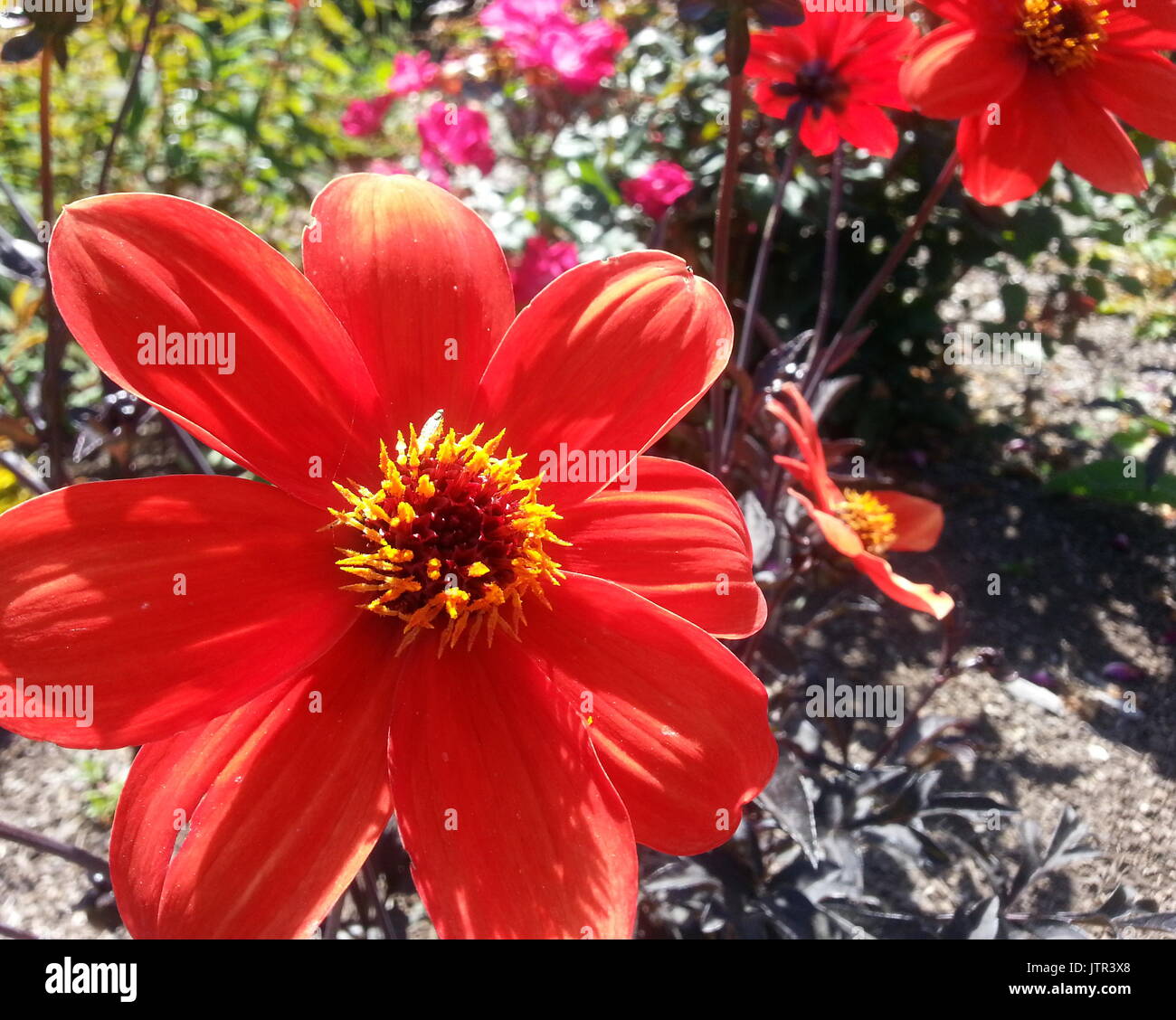 La suppression de la tige noire Fleur rouge Dahlia xhortensis Photo Stock -  Alamy