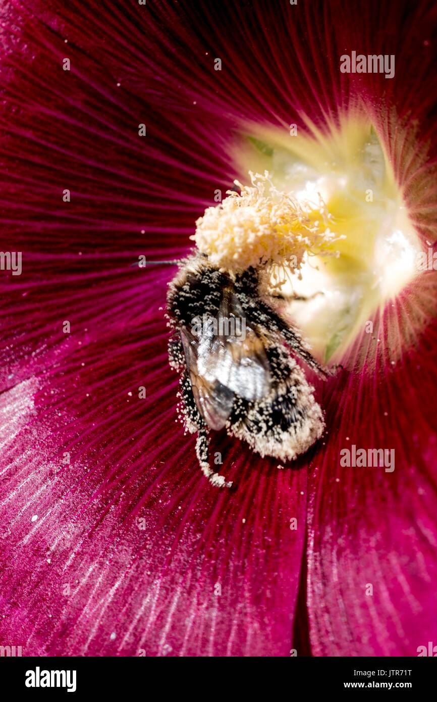 Les abeilles dans la nature Banque D'Images