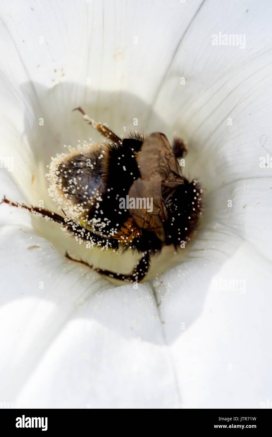 Les abeilles dans la nature Banque D'Images