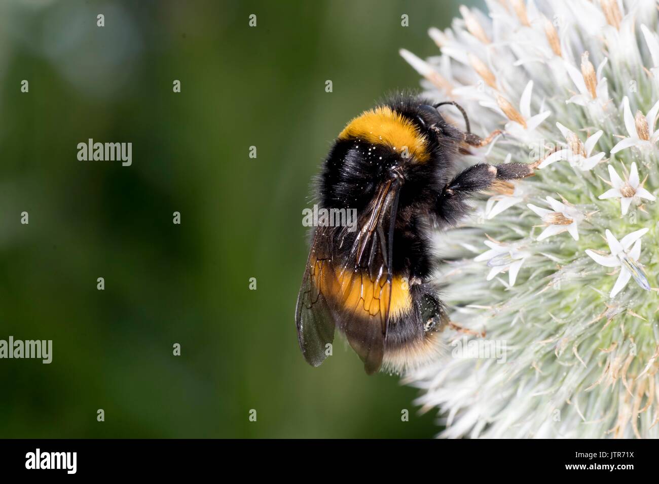 Les abeilles dans la nature Banque D'Images