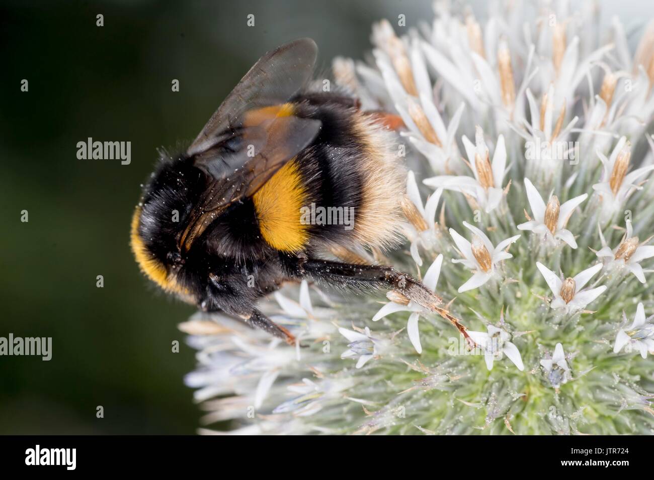 Les abeilles dans la nature Banque D'Images