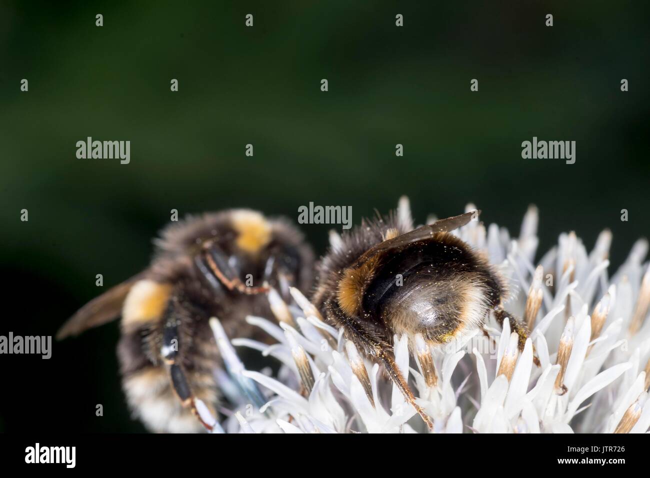 Les abeilles dans la nature Banque D'Images
