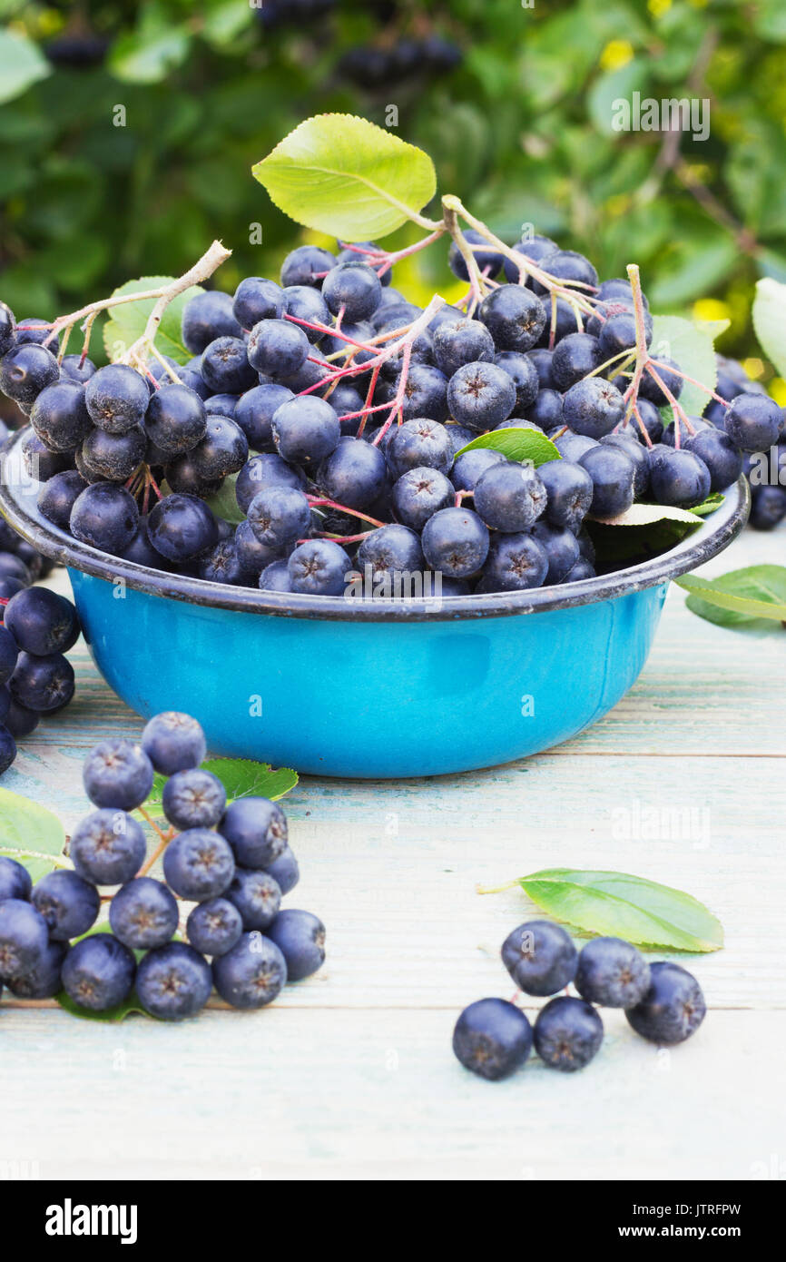 Aronie dans un bol en métal sur la rue Banque D'Images