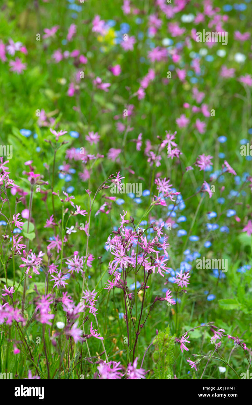 Ragged Robin Lychnis flos-cuculi' Banque D'Images