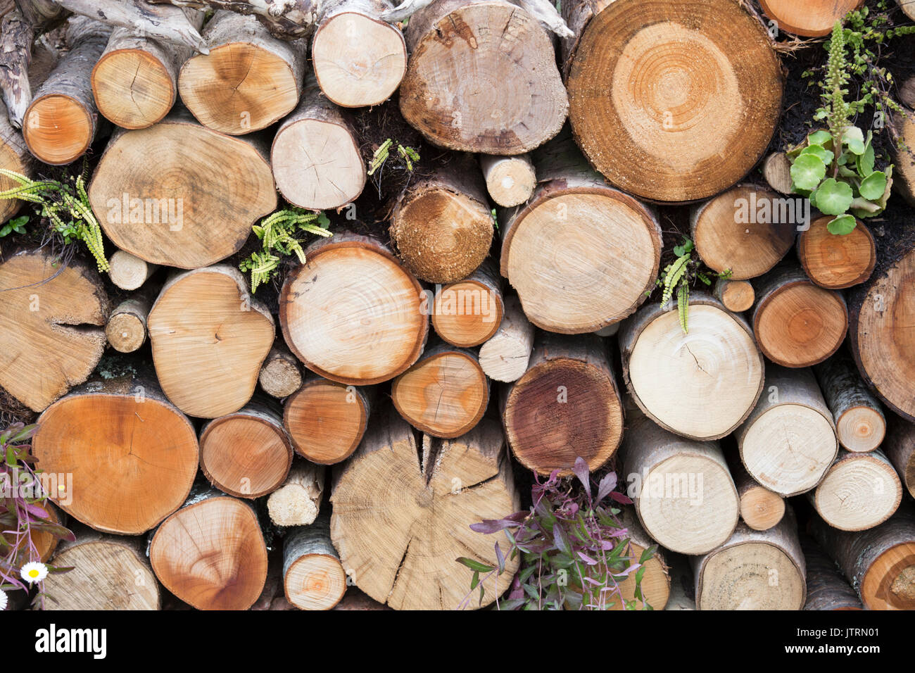 Grumes en bois empilées pour fournir un habitat pour la faune et la croissance de fougères. Banque D'Images