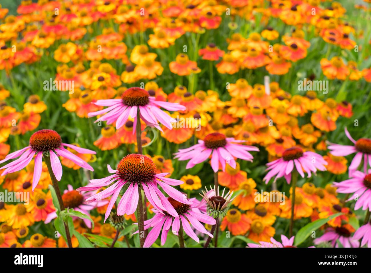 Chalet avec Jardin informel, Echinacea purpurea 'hybrides' Lustre Helenium 'Sahin's Early Flowerer' - sneezeweed. Banque D'Images