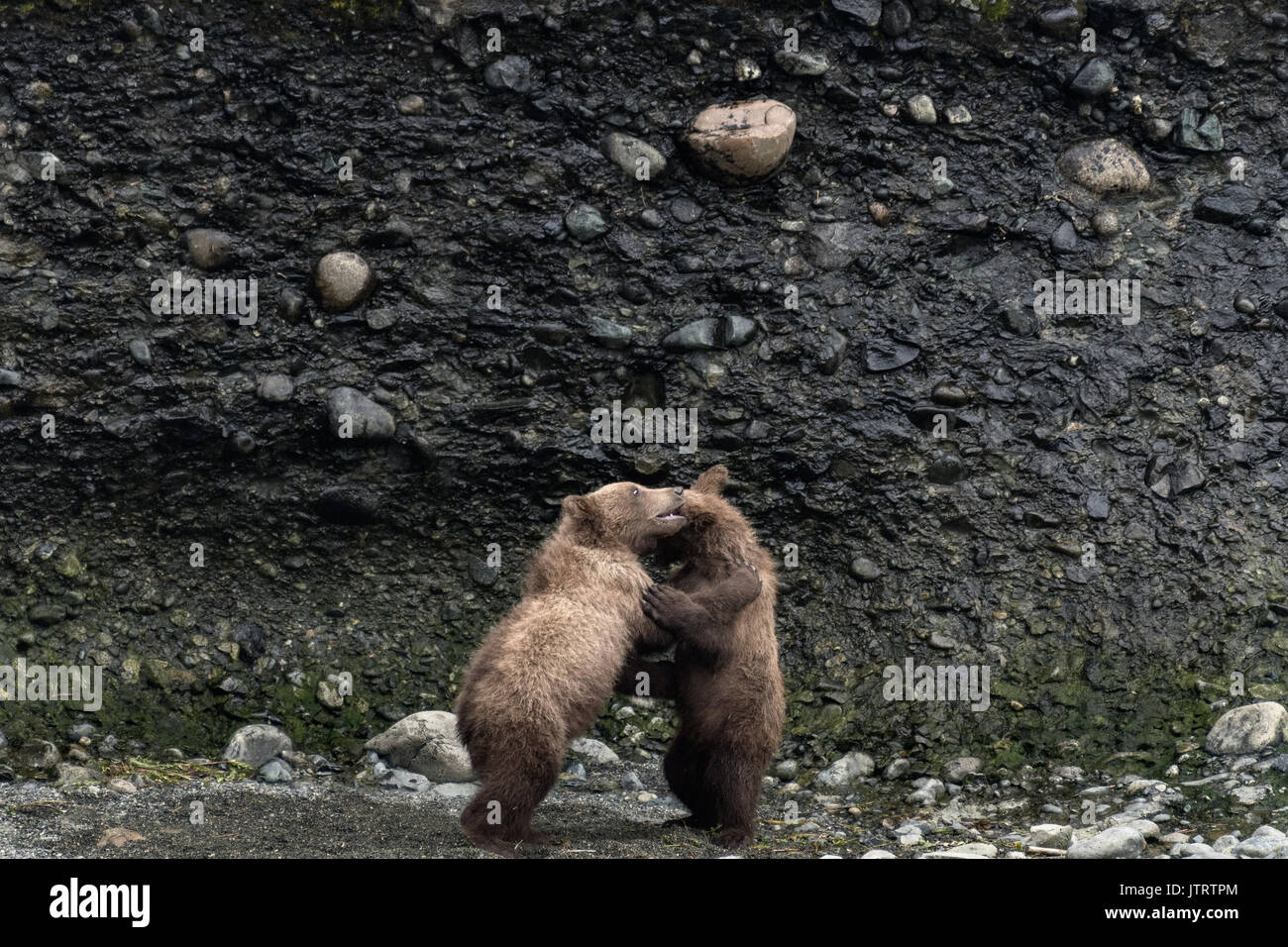 Brown Bear printemps louveteaux jouer ensemble à la McNeil River State Game Sanctuary sur la péninsule de Kenai, en Alaska. Le site distant est accessibles qu'avec un permis spécial et est la plus importante population saisonnière d'ours bruns sauvages dans leur environnement naturel. Banque D'Images