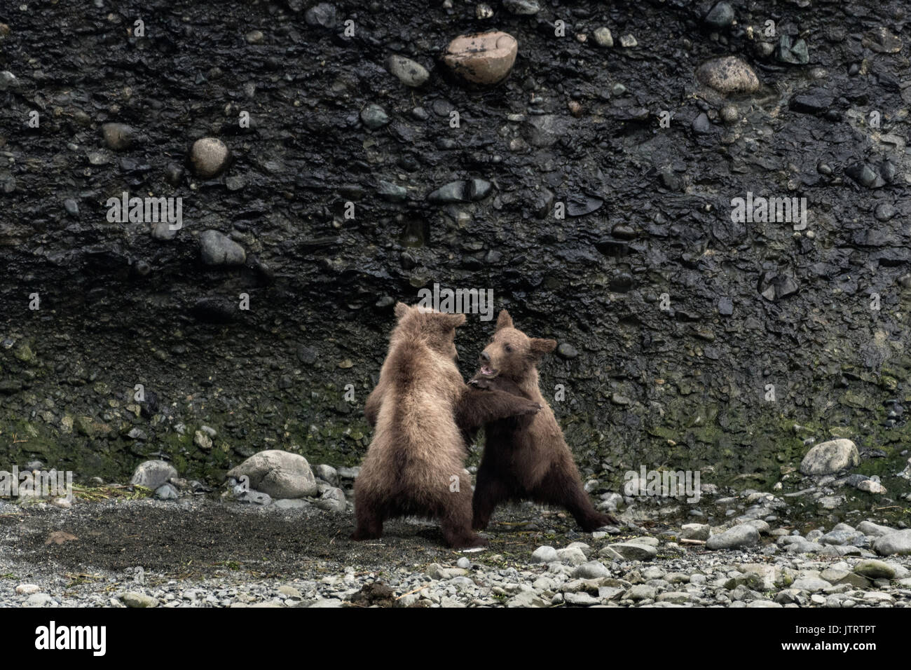 Brown Bear printemps louveteaux jouer ensemble à la McNeil River State Game Sanctuary sur la péninsule de Kenai, en Alaska. Le site distant est accessibles qu'avec un permis spécial et est la plus importante population saisonnière d'ours bruns sauvages dans leur environnement naturel. Banque D'Images