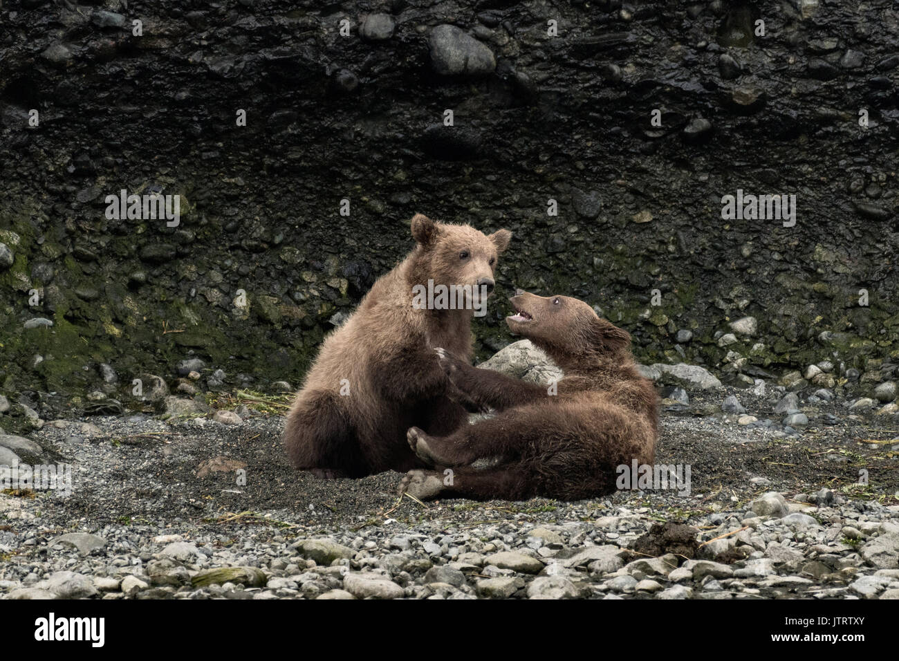 Brown Bear printemps louveteaux jouer ensemble à la McNeil River State Game Sanctuary sur la péninsule de Kenai, en Alaska. Le site distant est accessibles qu'avec un permis spécial et est la plus importante population saisonnière d'ours bruns sauvages dans leur environnement naturel. Banque D'Images