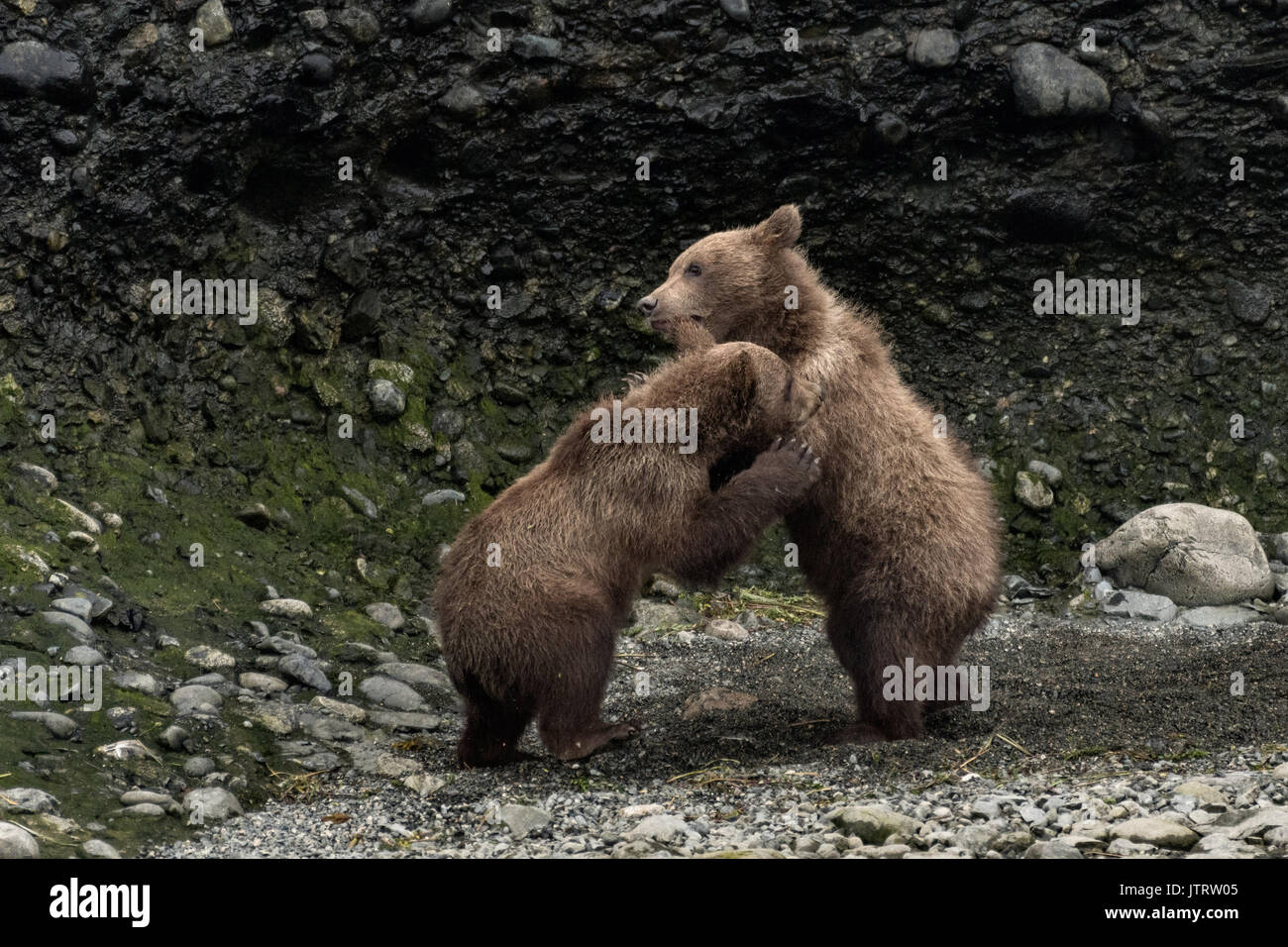 Brown Bear printemps louveteaux jouer ensemble à la McNeil River State Game Sanctuary sur la péninsule de Kenai, en Alaska. Le site distant est accessibles qu'avec un permis spécial et est la plus importante population saisonnière d'ours bruns sauvages dans leur environnement naturel. Banque D'Images