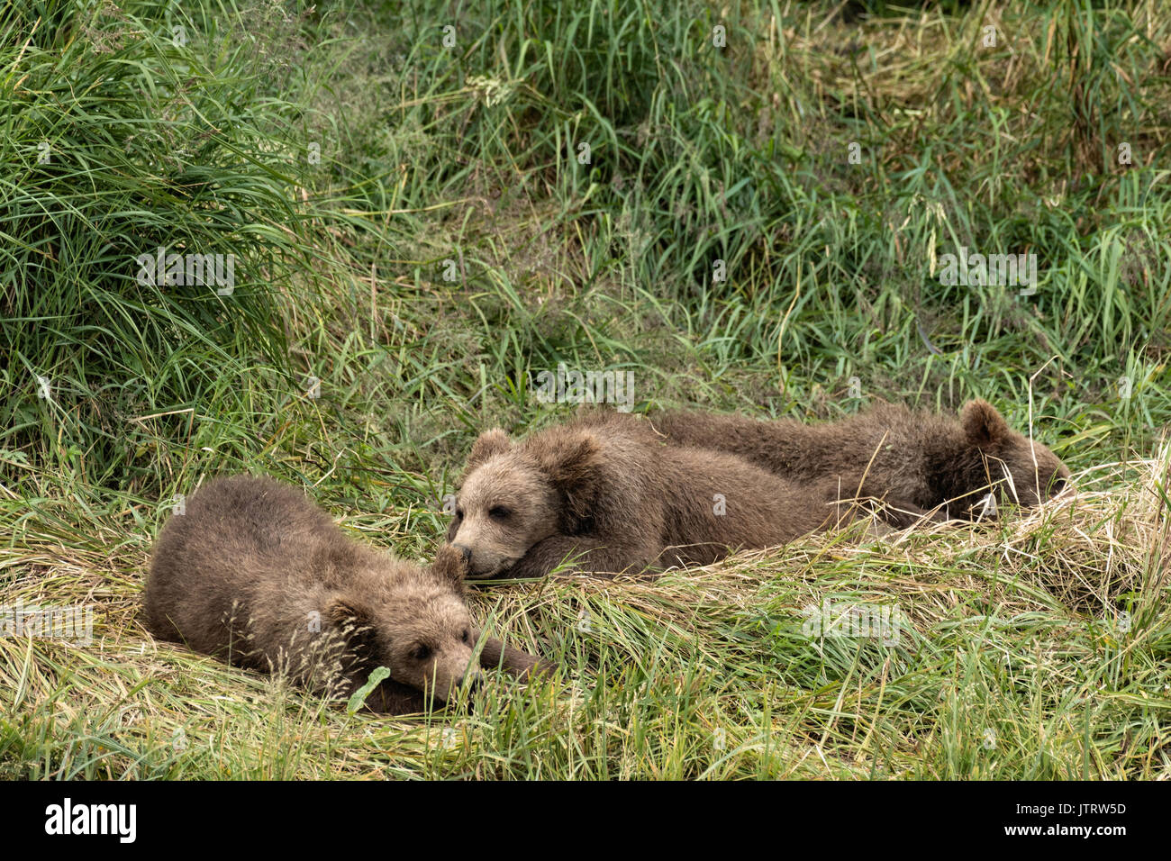 Brown Bear printemps oursons reste ensemble dans l'herbe à la McNeil River State Game Sanctuary sur la péninsule de Kenai, en Alaska. Le site distant est accessibles qu'avec un permis spécial et est la plus importante population saisonnière d'ours bruns sauvages dans leur environnement naturel. Banque D'Images