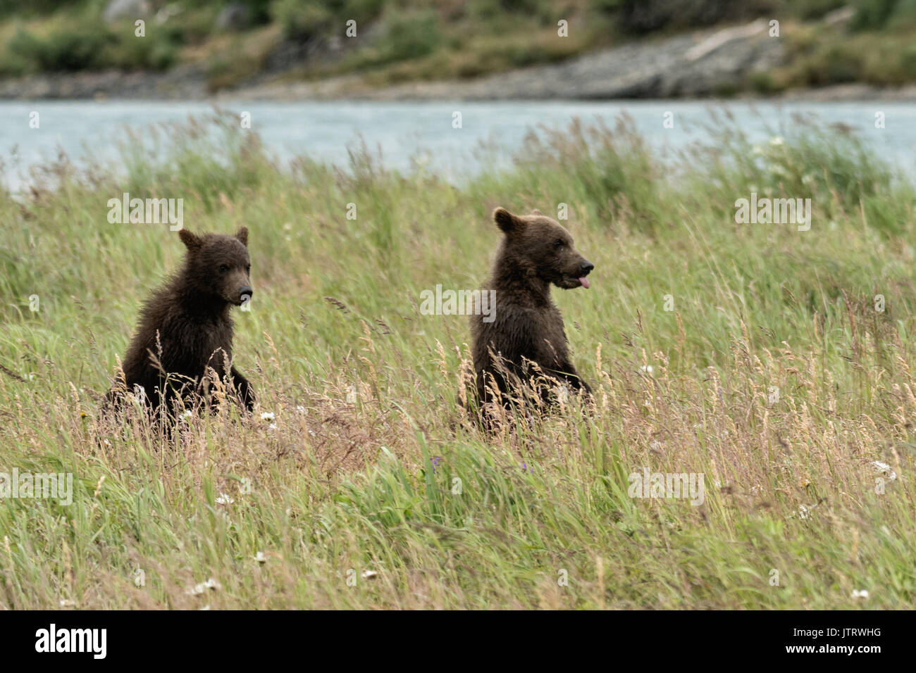 Brown Bear printemps oursons debout dans l'herbe au McNeil River State Game Sanctuary sur la péninsule de Kenai, en Alaska. Le site distant est accessibles qu'avec un permis spécial et est la plus importante population saisonnière d'ours bruns dans leur environnement naturel. Banque D'Images