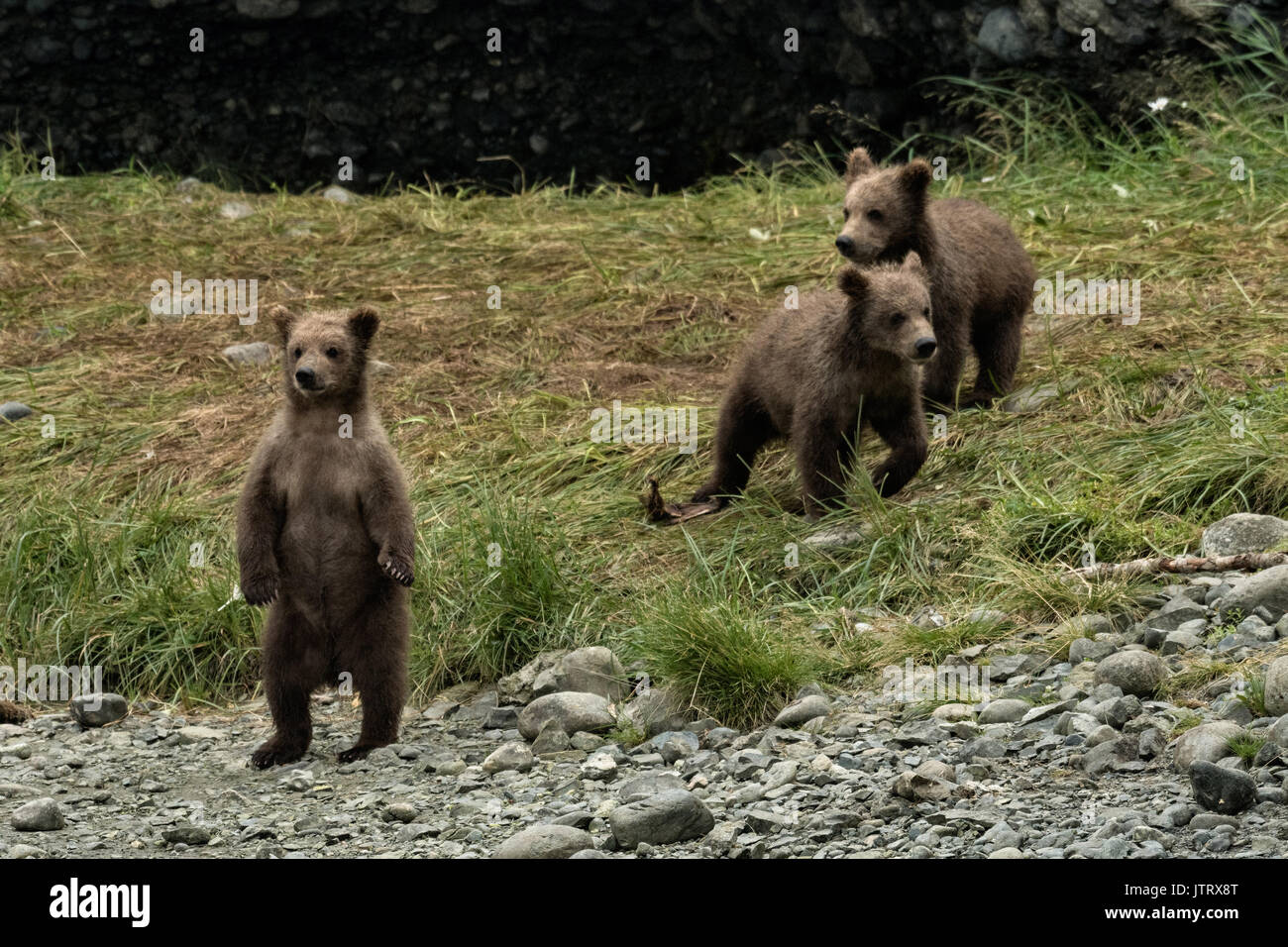 Brown bear cubs jouent ensemble à la McNeil River State Game Sanctuary sur la péninsule de Kenai, en Alaska. Le site distant est accessibles qu'avec un permis spécial et est la plus importante population saisonnière d'ours bruns dans leur environnement naturel. Banque D'Images