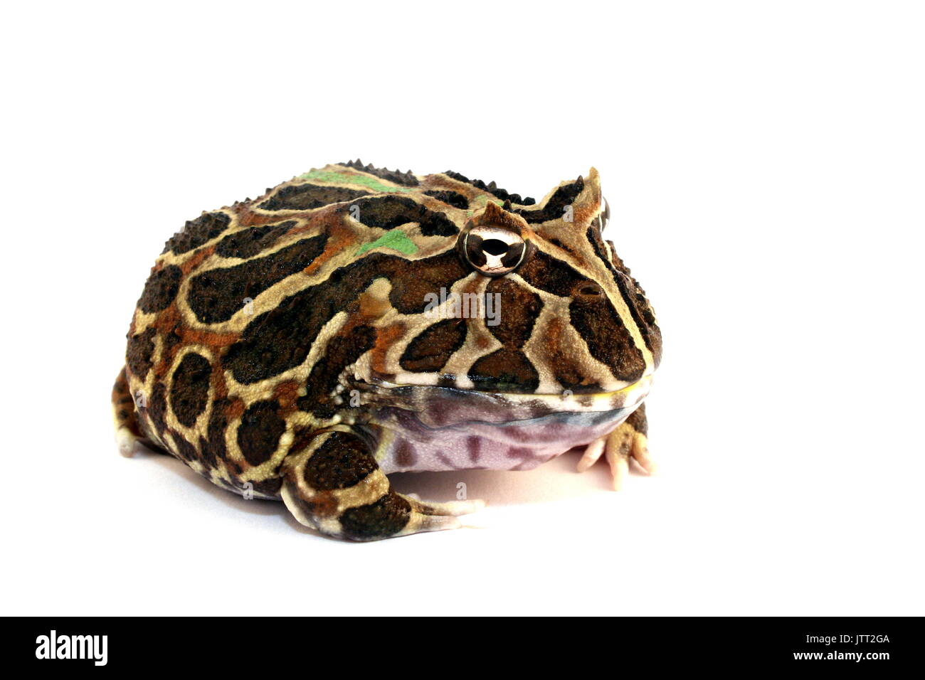Cranwell's Horned Frog, Ceratophrys cranwelli, femelle adulte Pacman argentin grenouille sur fond blanc, Captive Banque D'Images