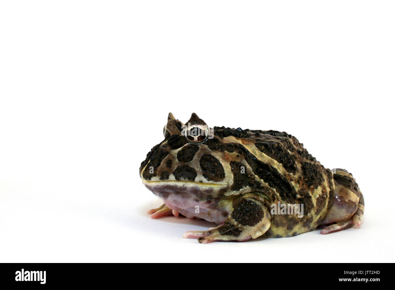 Cranwell's Horned Frog, Ceratophrys cranwelli, mâle adulte Pacman argentin grenouille sur fond blanc, Captive Banque D'Images