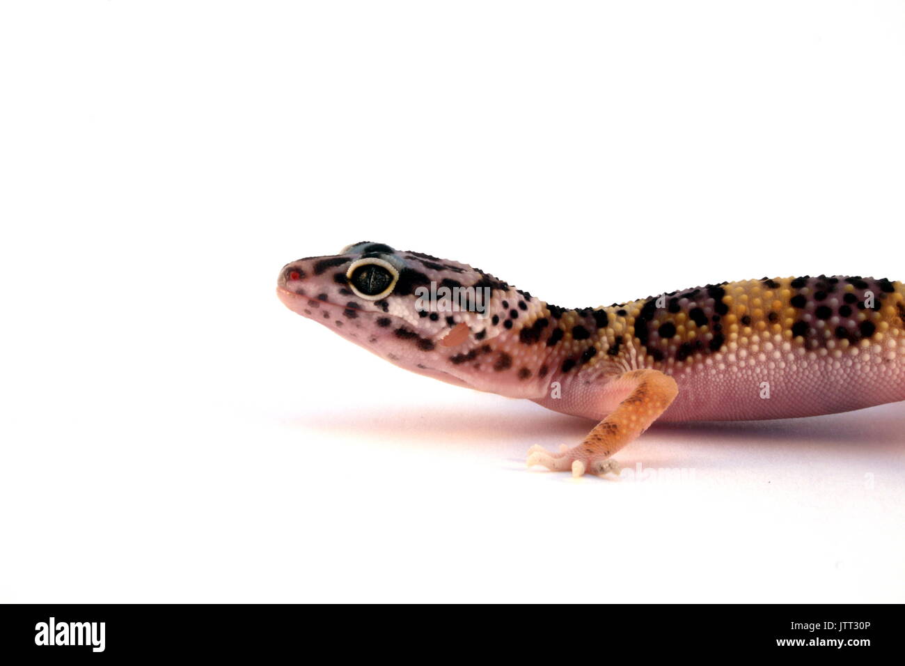 Le gecko léopard, Eublepharis macularius, tête de lézard juvénile contre fond blanc, Pakistan, Captive Banque D'Images