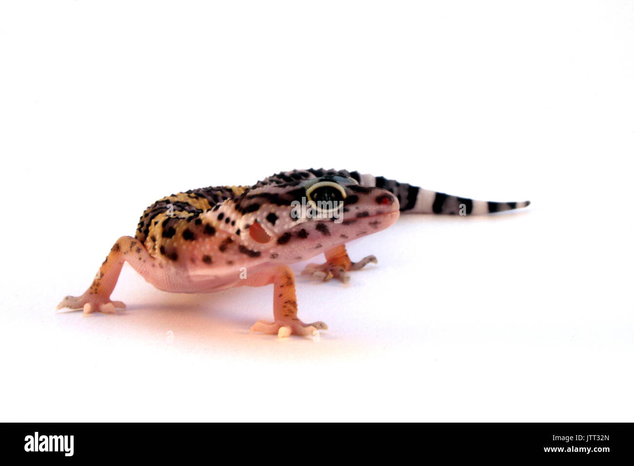 Le gecko léopard, Eublepharis macularius, lézard juvénile contre fond blanc du sud de l'Afghanistan, en captivité, Banque D'Images