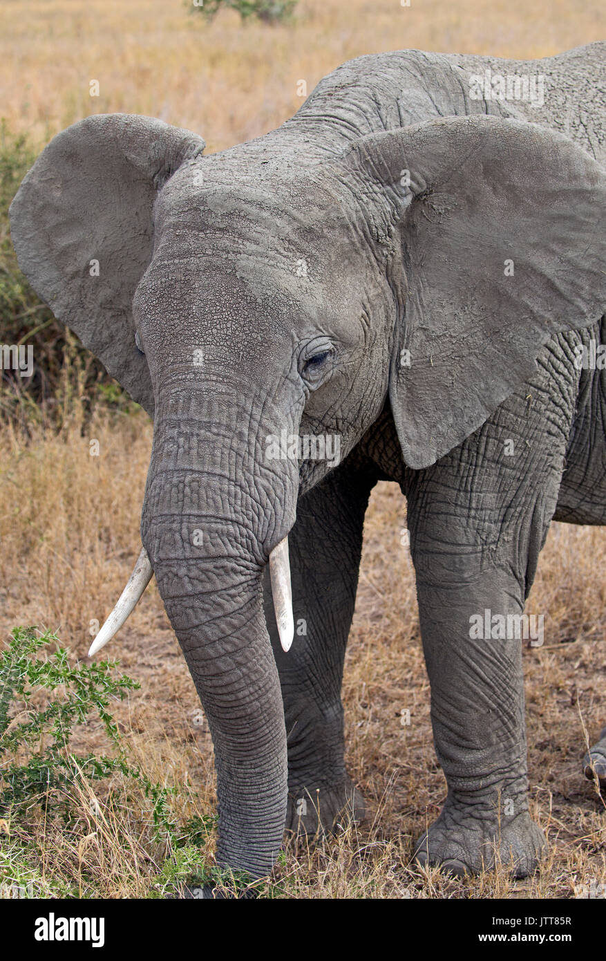 Gros plan de l'eléphant d'Afrique Banque D'Images Gros plan de l'eléphant d'Afrique Banque D'Images