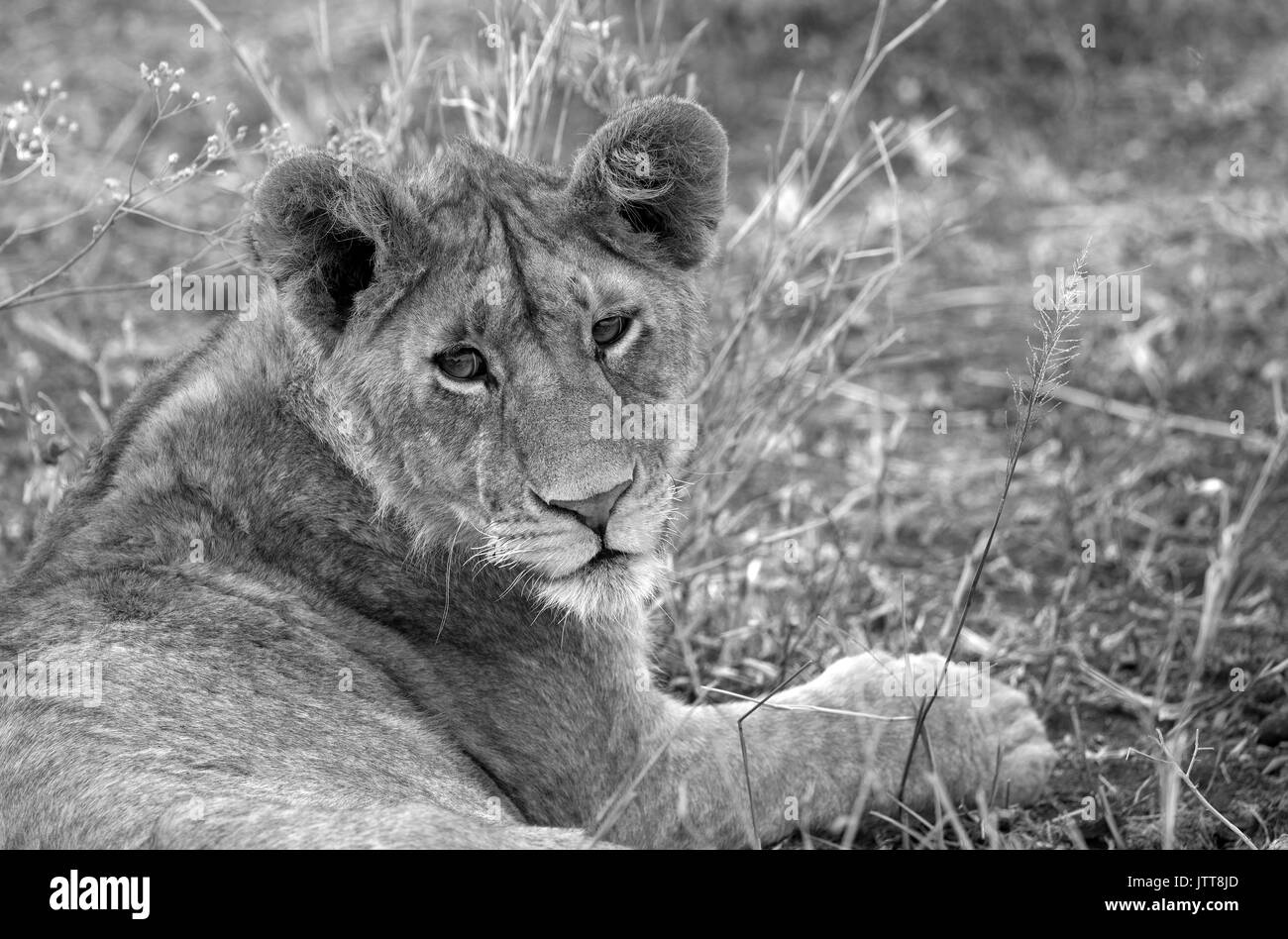 Jeune lion portrait Banque D'Images