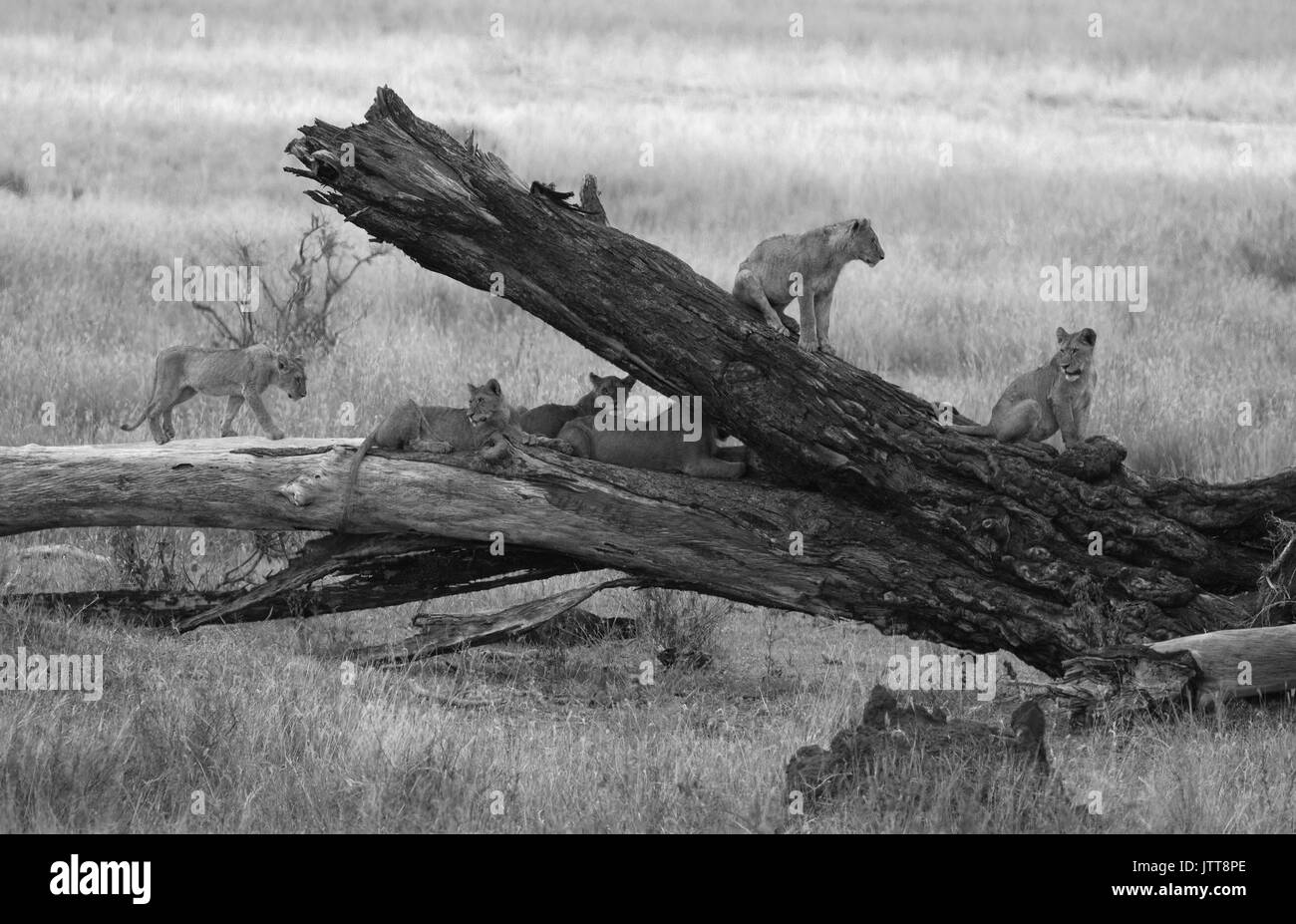 Jeunes lions sur une branche dans le parc national du Serengeti, Afrique de l'Est Banque D'Images