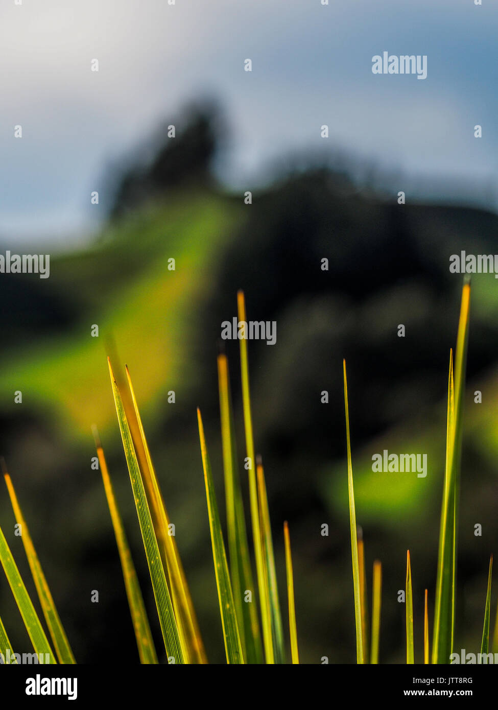 Arbre feuilles de chou en Nouvelle Zélande paysage. Au début du printemps, une journée ensoleillée, les modèles de vert et jaune. Banque D'Images