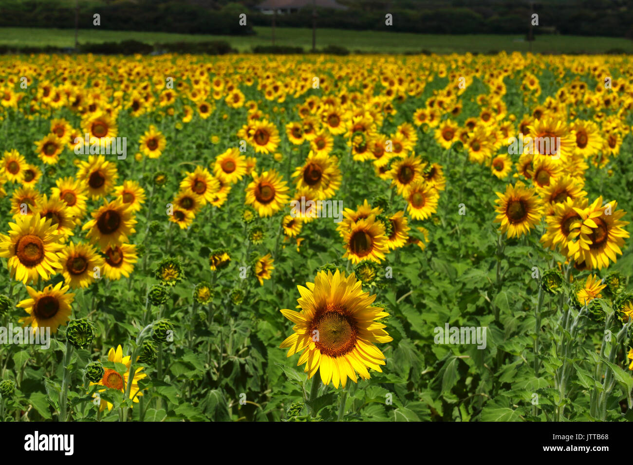 Vue grand angle d'un champ de tournesol sur le centre de maui. Banque D'Images