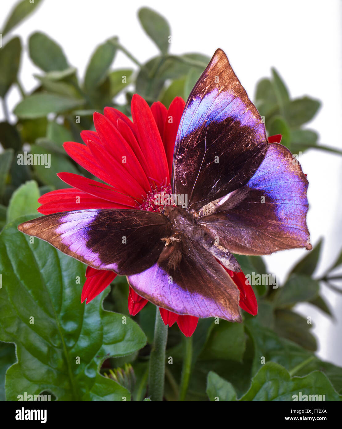 Saturne le amethystus amethystus Zeuxidia (papillon) sur Daisy Gerbera rouge Banque D'Images