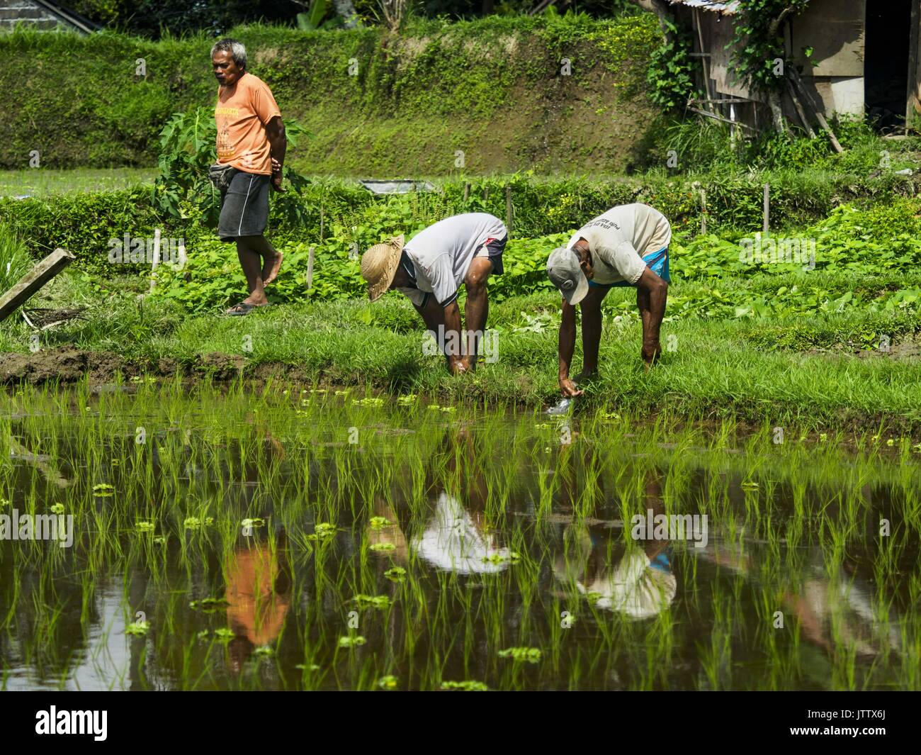 Transplanting rice plants Banque de photographies et d’images à haute ...