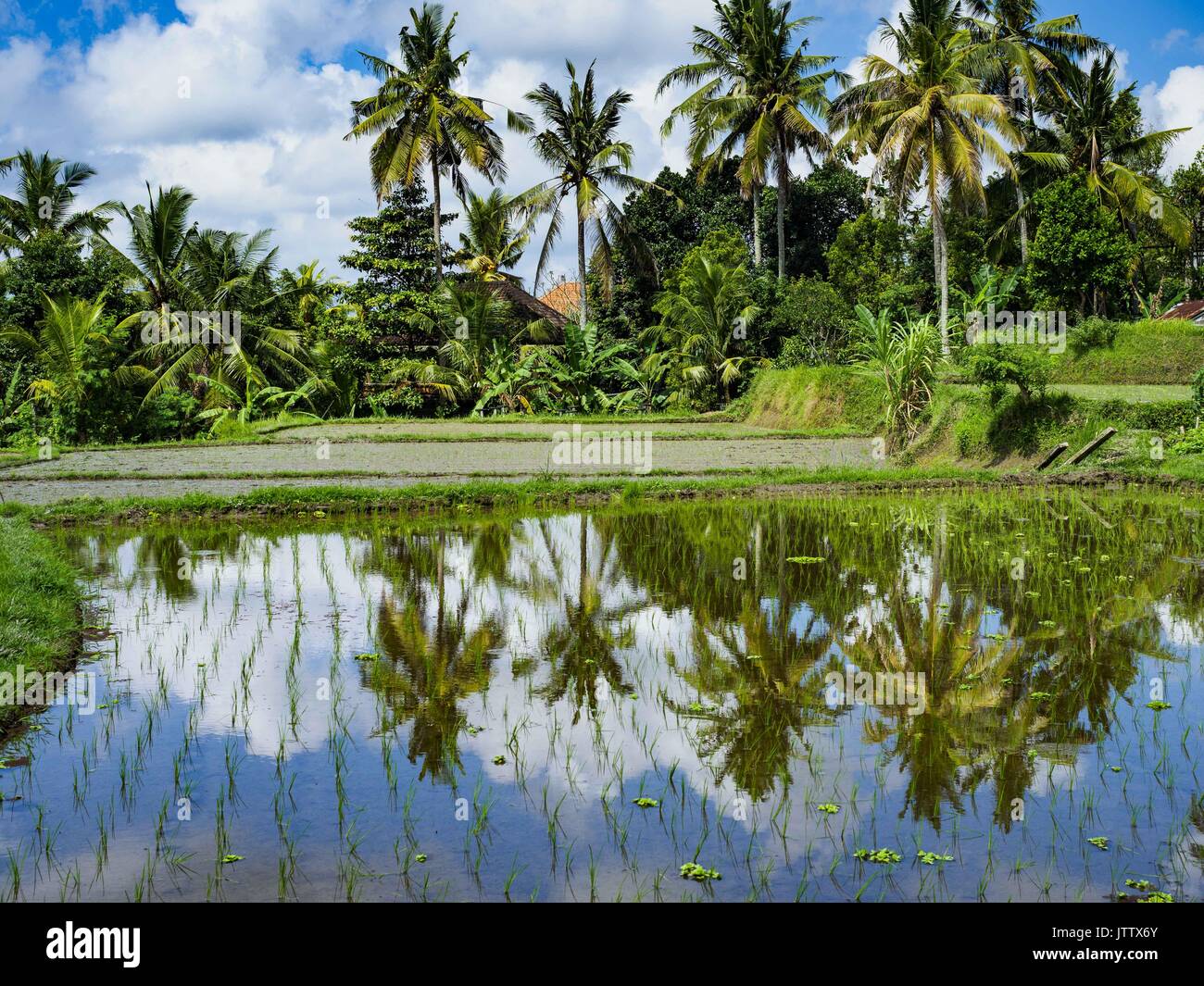 Ubud, Bali, Indonésie. 10 août, 2017. Un champ de riz récemment repiqué à environ 1,5 kilomètres du centre-ville d'Ubud. Le riz est la culture la plus importante cultivée sur Bali et est important comme source de nourriture et un symbole de la culture balinaise. Conformément à la tradition balinaise, les hommes jeunes repiquer les plants de riz, de pépinières pour les champs et les femmes la récolte le riz quand il mûrit. Crédit : Jack Kurtz/ZUMA/Alamy Fil Live News Banque D'Images