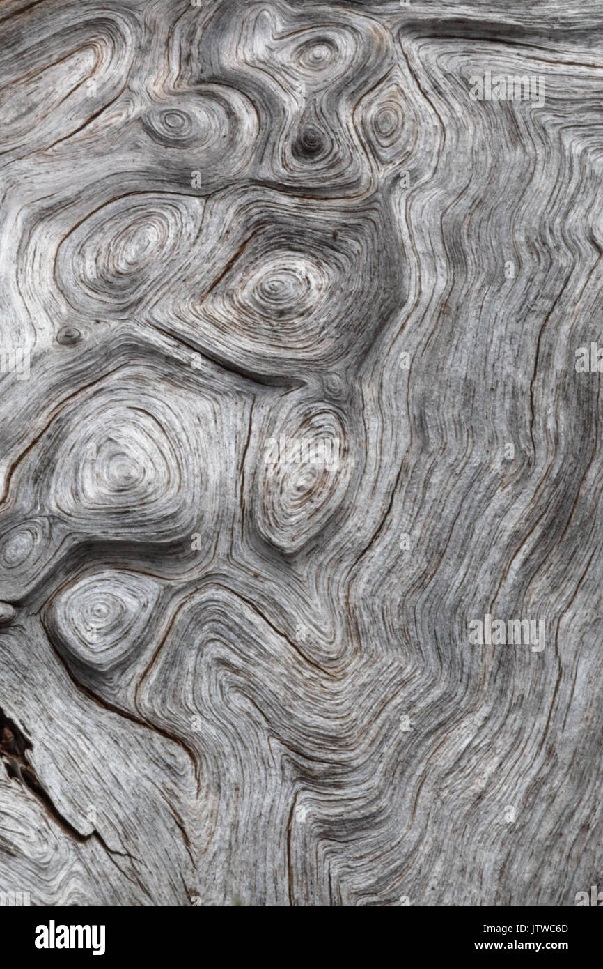 Gris, d'un tronc en bois naturel avec de nombreux noeuds et grains visibles Banque D'Images