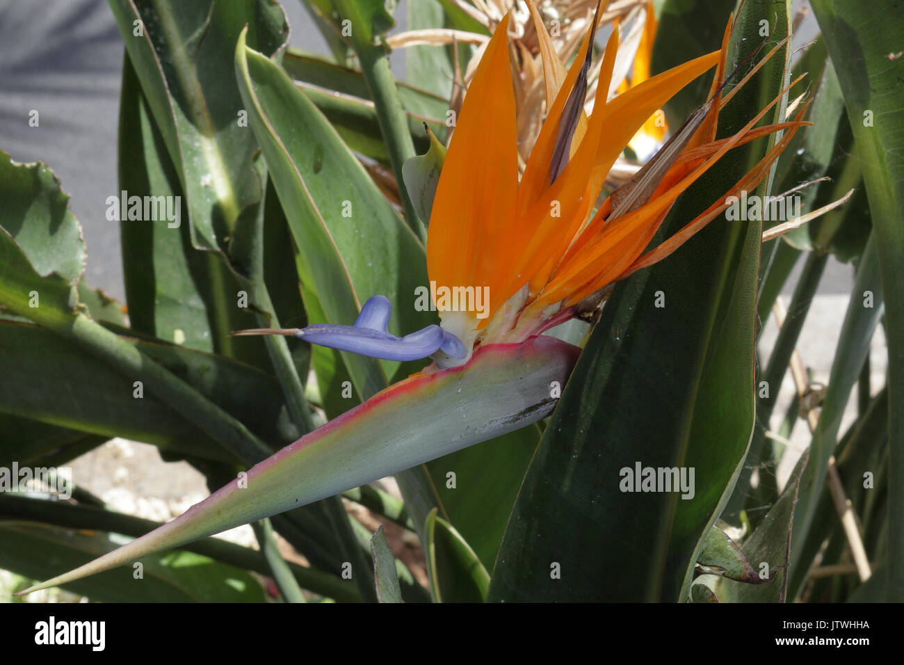 Oiseau de paradis Orange plante, avec quelques feuilles, à Santa Cruz de Tenerife, Îles Canaries Banque D'Images