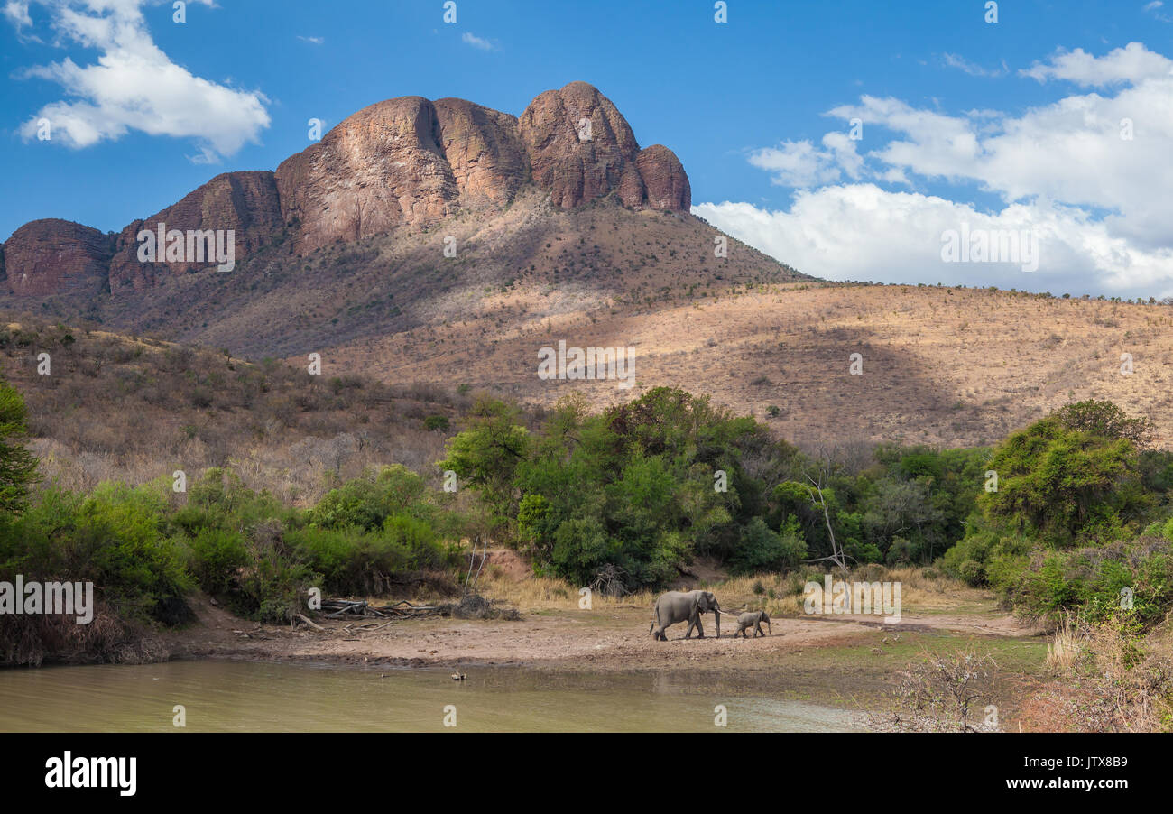 Une femelle éléphant avec son veau dans un grand trou d'eau au-dessous du Massif du Waterberg dans le parc national de Marakele, province du Limpopo Banque D'Images